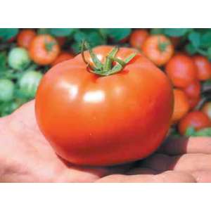 Выращиваем томаты у себя на грядке