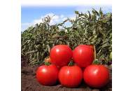 Анита F1 (КС 829 F1) - томат детерминантный, 1000 семян, KITANO фото, цена