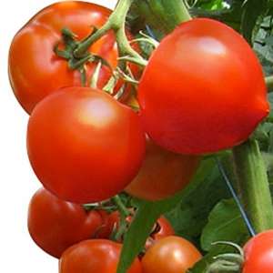 Вигго F1 - томат индетерминантный 500 семян, Enza Zaden Голландия фото, цена