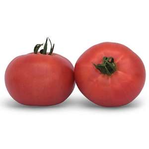 Кибо (КС 222 F1) - томат индетерминантный, KITANO фото, цена