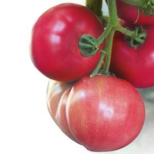 Батлер КС F1 - томат индетерминантный, 1000 семян, KITANO фото, цена