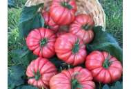  Пинк Кой F1 - томат индетерминантный, 100 семян, Yuksel Seed (Юксел Сид) Турция фото, цена