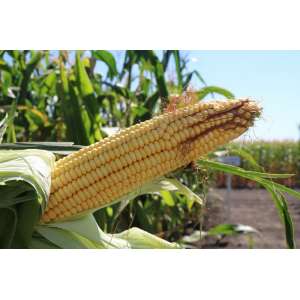 Даниил - кукуруза на зерно 80 000с фото, цена