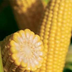 Джульетта F1 100 000 семян - сахарная кукуруза, Mnagor фото, цена