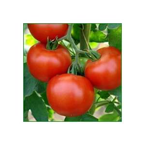 Энигма F1 - томат индетерминантный, 500 семян, Seminis (Семинис) Голландия фото, цена