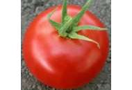 Хиларио F1 - томат индетерминантный, 500 семян, Seminis (Семинис) Голландия фото, цена
