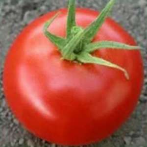 Хиларио F1 - томат индетерминантный, 500 семян, Seminis (Семинис) Голландия фото, цена