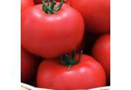Ягуар F1 - томат индетерминантный, 500 семян, Seminis (Семинис) Голландия фото, цена