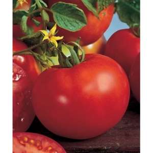 Марисса F1 - томат индетерминантный, 500 семян, Seminis (Семинис) Голландия фото, цена