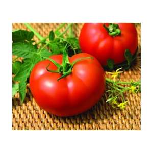 Мелодия F1 - томат индетерминантный, 500 семян, Seminis (Семинис) Голландия фото, цена