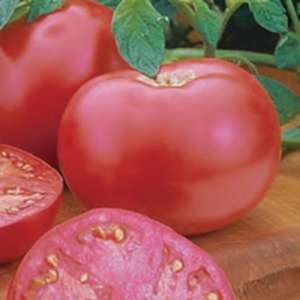 Пинк Леди F1 - томат индетерминантный, 500 семян, Seminis (Семініс) Голландия фото, цена