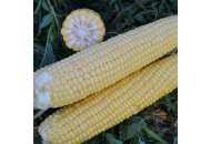 Кукуруза 1525 F1 -  кукуруза сахарная, Lark Seeds (Ларк Сидс), США  фото, цена