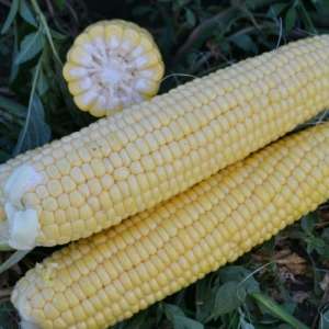 Кукурудза 1525 F1 - кукурудза цукрова, Lark Seeds (Ларк Сідс), США  фото, цiна