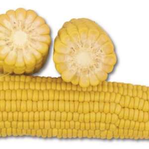 Кукуруза 1708 F1 - Кукуруза сахарная, 2500 семян Lark Seeds (Ларк Сидс), США фото, цена