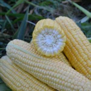Кукурудза 1709 F1-Кукурудза цукрова, 25000 насінин, Lark Seeds (Ларк Сідс), США  фото, цiна