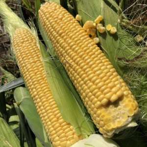 Кукурудза 1801 F1-Кукурудза цукрова, 2500 насінин Lark Seeds (Ларк Сідс), США фото, цiна