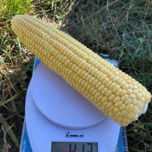 Кукурудза 1805 F1-Кукурудза цукрова, 2500 насінин, Lark Seeds (Ларк Сідс), США  фото, цiна