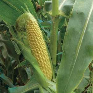Кукуруза 3517 F1 - Кукуруза сахарная, 25000 семян Lark Seeds (Ларк Сидс), США фото, цена