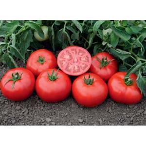 Томськ F1 - томат детермінантний, 1 000 насіння, Bejo (Бейо), Голландія фото, цiна