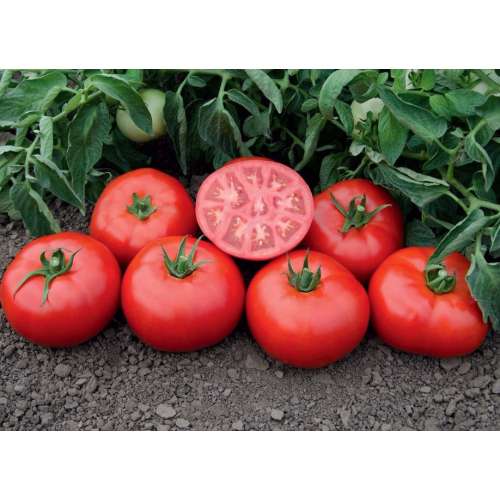 Томск семена томатов семен чуриков