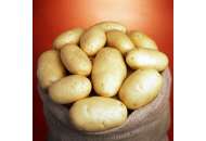 Маверик - ранний картофель 1 репродукции, ( Гермес) фото, цена