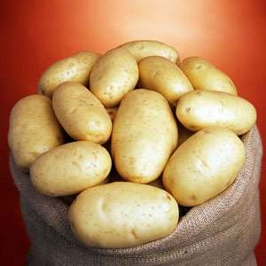 Маверик - ранний картофель 1 репродукции, ( Гермес) фото, цена