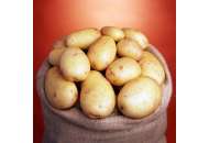 Нектар - ранний картофель 1 репродукции, ( Гермес) фото, цена