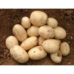 Орла - рання картопля 1 репродукції, 25 кг (Гермес) фото, цiна