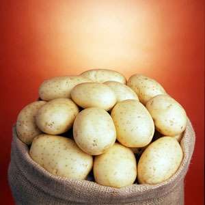 Саванна - рання картопля 1 репродукції, 20 кг (Гермес) фото, цiна