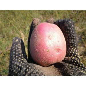 Торнадо - ранний картофель 1 репродукции, 20 кг  ( Гермес) фото, цена