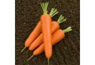 Морковь Олимпо F1 1,8-2,0 100000 семян калибр, Nickerson Zwaan (Никерсон Цваан), Голландия фото, цена