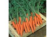 Морковь Престо F1 1,8-2,0 100000 семян, Nickerson Zwaan (Никерсон Цваан), Голландия фото, цена