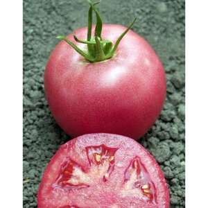 Пинк Уникум F1 - томат индетерминантный, 500 семян, Seminis (Семинис) Голландия фото, цена