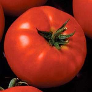 Президент II F1 - томат индетерминантный, 250 семян, Seminis (Семинис) Голландия фото, цена