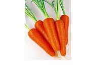 Абако F1 - морковь (фракция 1,6 - 1,8), 1 000 000 семян, Seminis (Семинис), Голландия фото, цена