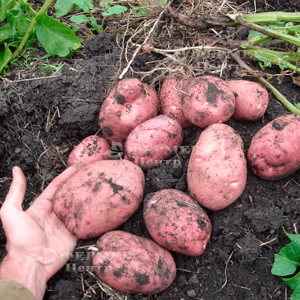 Бела Роса - вагова картопля, 1 кг фото №1, цiна