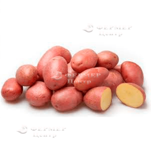 Бела Роса - весовой картофель, 1 кг фото №3, цена