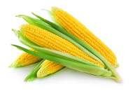 Семена кукурузы сахарной фото, цена