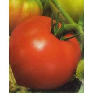 Днестровский красный F1 - томат, детерминантный фото, цена