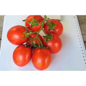 Цурюпинський F1 - томат, 50 гр, детермінант фото, цiна