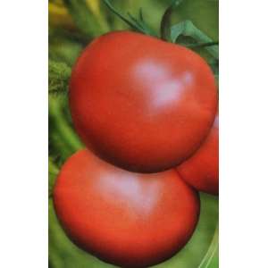 Камелия F1 - томат индетерминантный фото, цена
