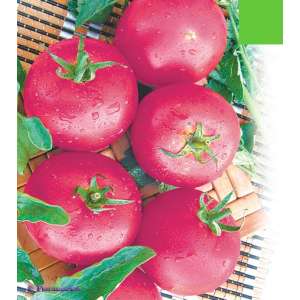 Розовая Ляна - томат детерминантный фото, цена