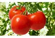Ляна - томат детерминантный фото, цена