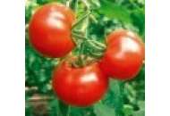Полюс 2 - томат, детермінантний фото, цiна