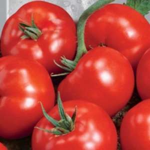 Санька - томат детерминантный фото, цена