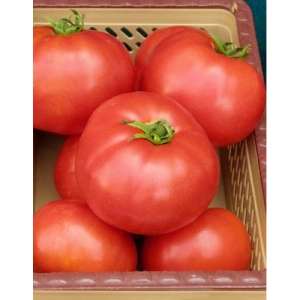 Элегро F1 - томат детерминантный, 1 000 семян, Seminis (Семинис) Голландия фото, цена
