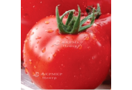  Чимган F1 - томат индетерминантный, 250 семян, Clause Франция фото, цена