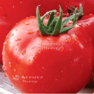  Чимган F1 - томат индетерминантный, 250 семян, Clause Франция фото, цена