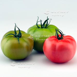  Чимган F1 - томат индетерминантный, 250 семян, Clause Франция фото №1, цена