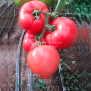 Панамера F1 - індетермінантні насіння томата, 1000 насіння, Clause (Франція) фото, цiна